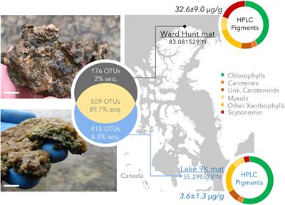 Multiple Strategies for Light-Harvesting, Photoprotection, and Carbon Flow in High Latitude Microbial Mats